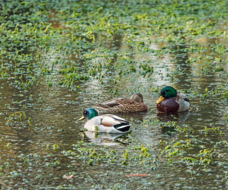 11-Nov-web_DSC8032 Natur