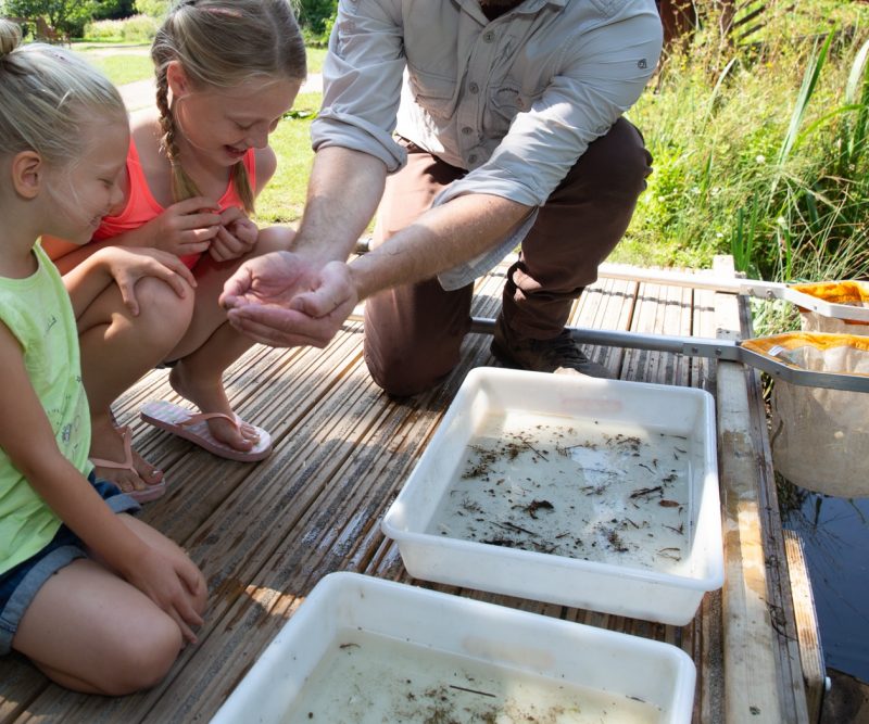 Pond dipping Ysgolion a Grwpiau