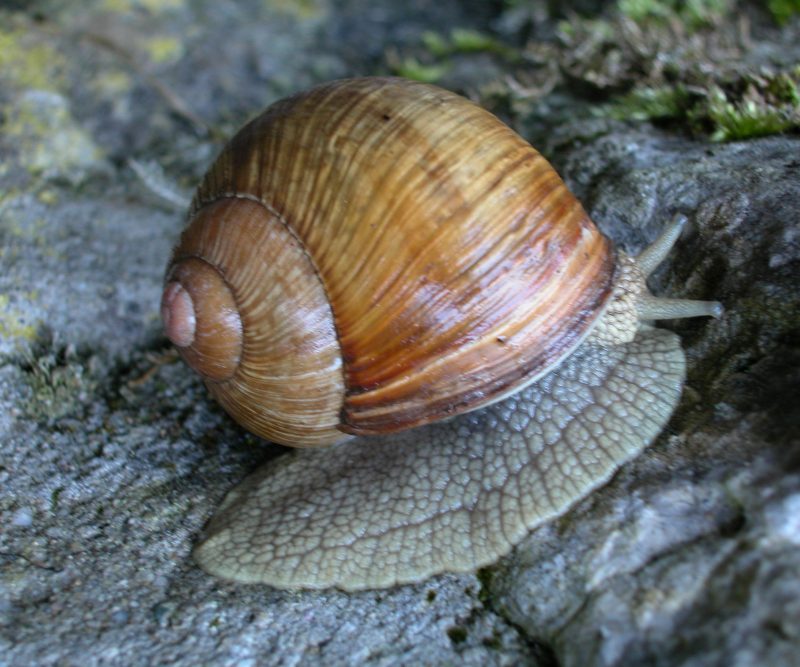 Snail Ysgolion a Grwpiau