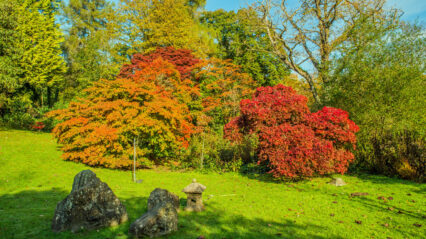 Half Term Fun: Learn About Nature on an Autumn Walk