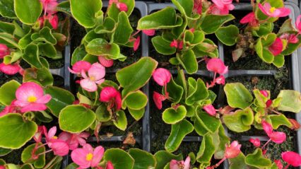 B-Leaf summer plants on sale from 24<sup>th</sup> May