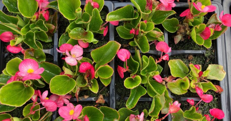 B-Leaf summer plants on sale from 24<sup>th</sup> May
