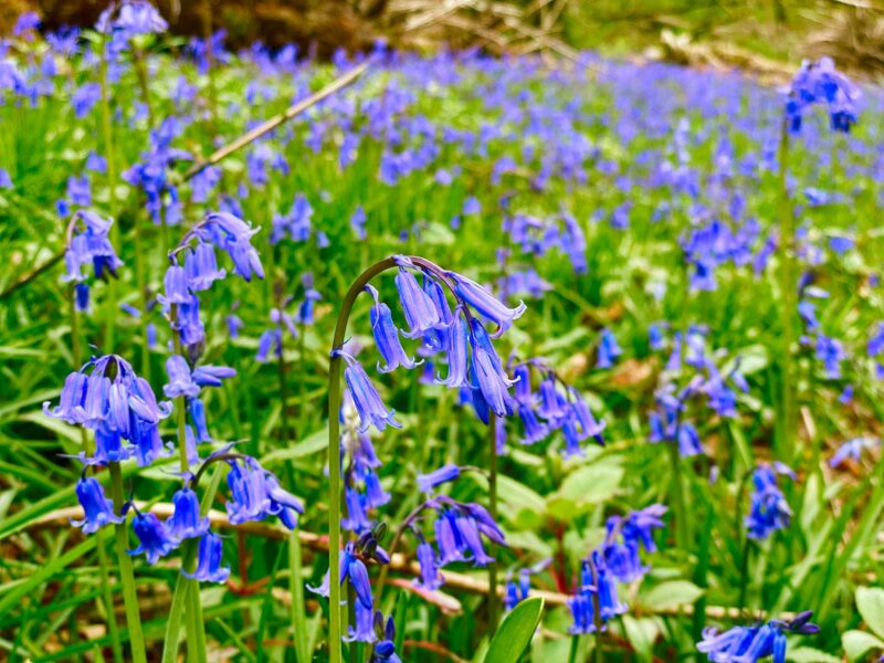 National Plant Health Week (6 – 12 May 2024)