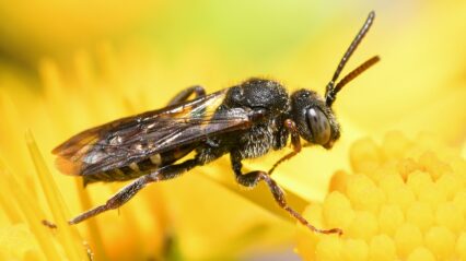 Bryngarw Volunteers are ‘buzzing’ with rare bee species find