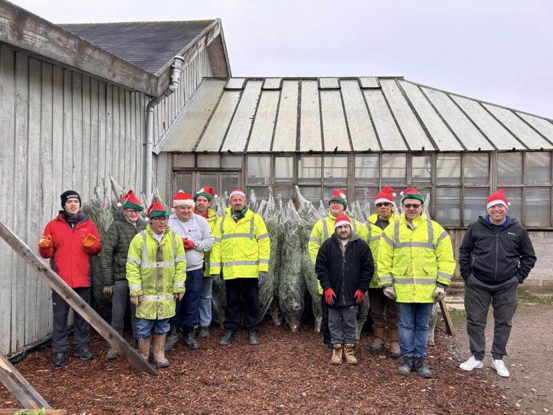 Christmas trees now on sale at B-Leaf