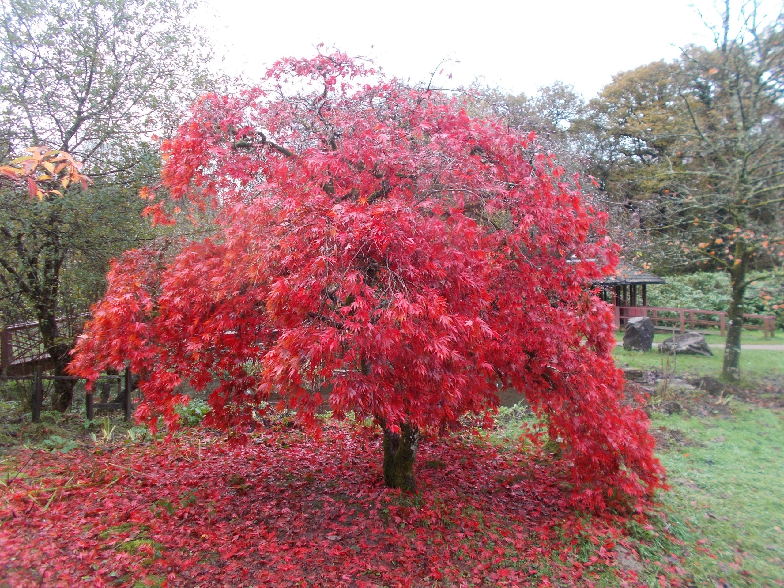 Four Reasons Why a Trip to Bryngarw Could Boost Your Wellbeing ...
