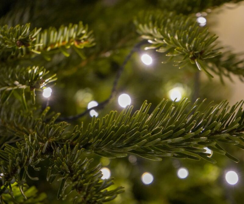 Christmas trees on sale at B-Leaf from 25th November